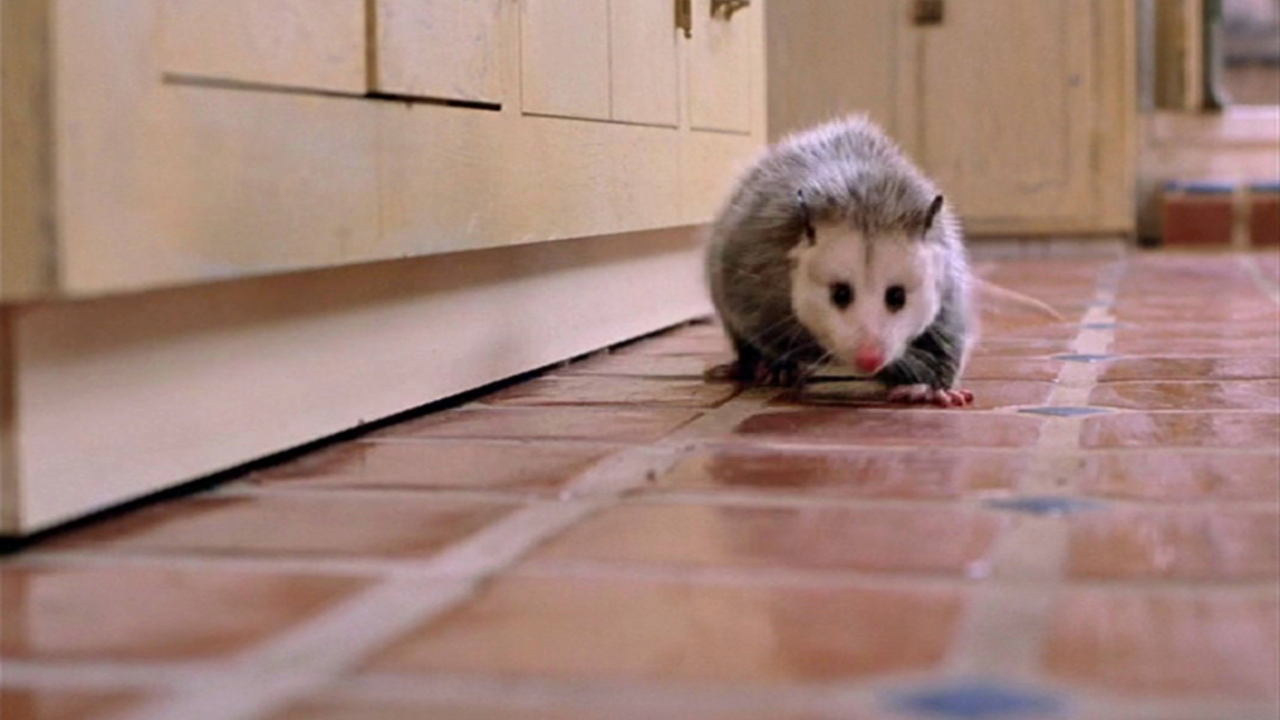 Clockstoppers Official Clip Possum Trouble Trailers & Videos