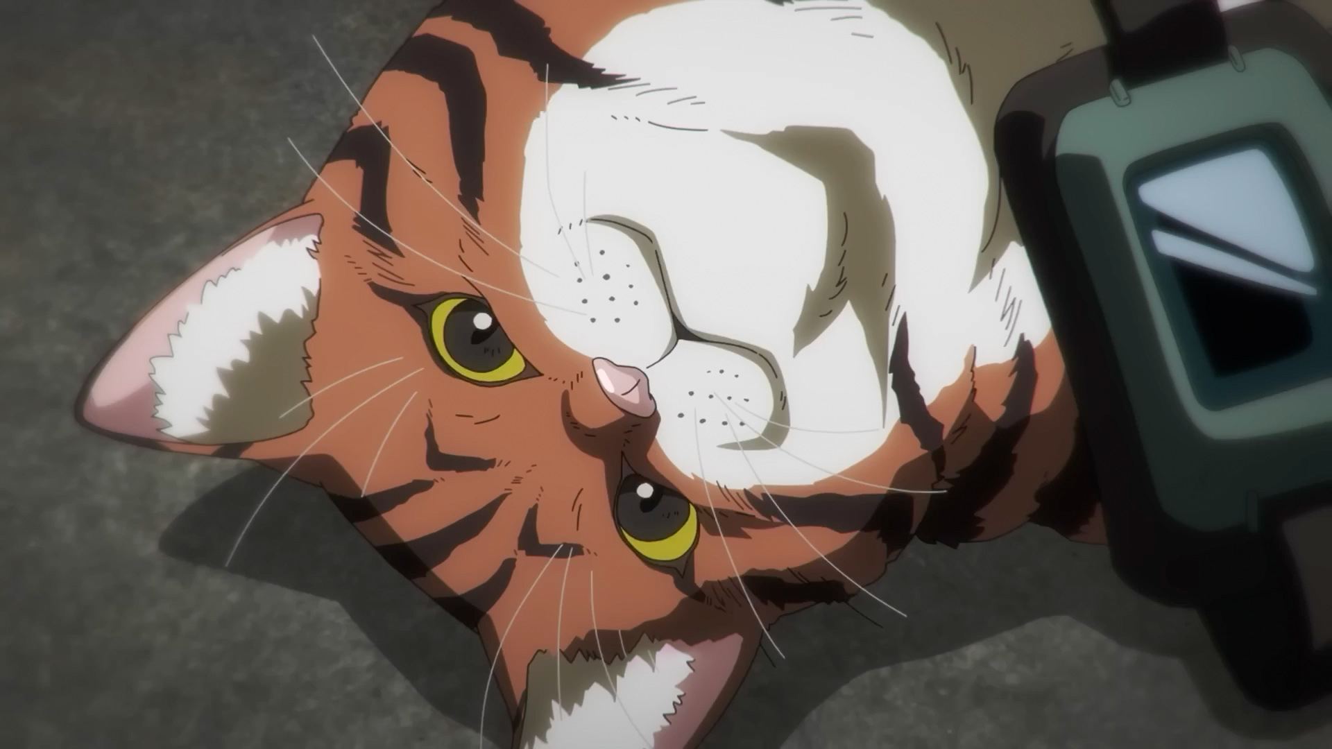 アニメ Nekobserver Lampcat one for all | Lampcat | sasanekomaru