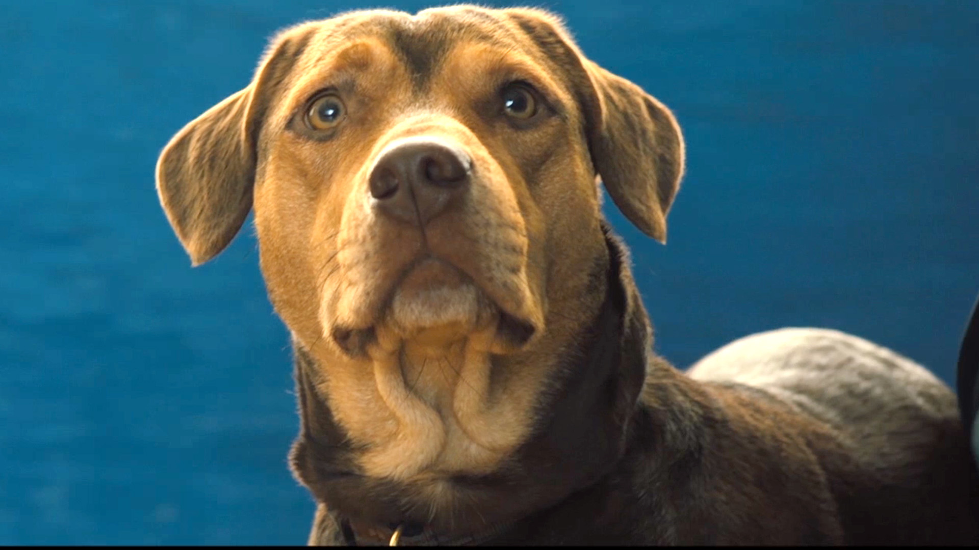 A Dog S Way Home Flixster