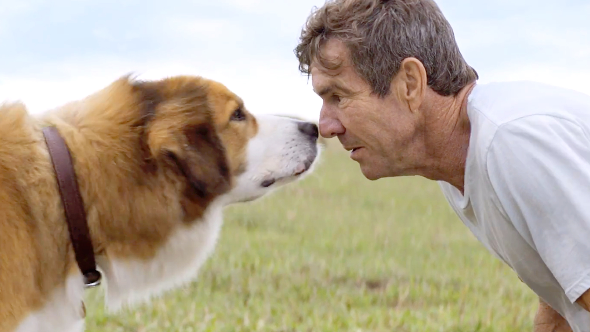 A Dog's Purpose: A Dogs Purpose Trailer 1 - Fandango