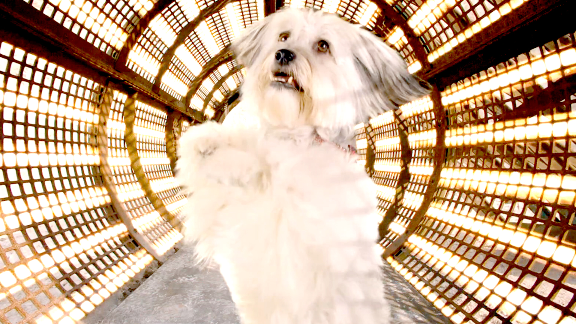 Pudsey the Dog The Movie International Trailer 1 Trailers & Videos