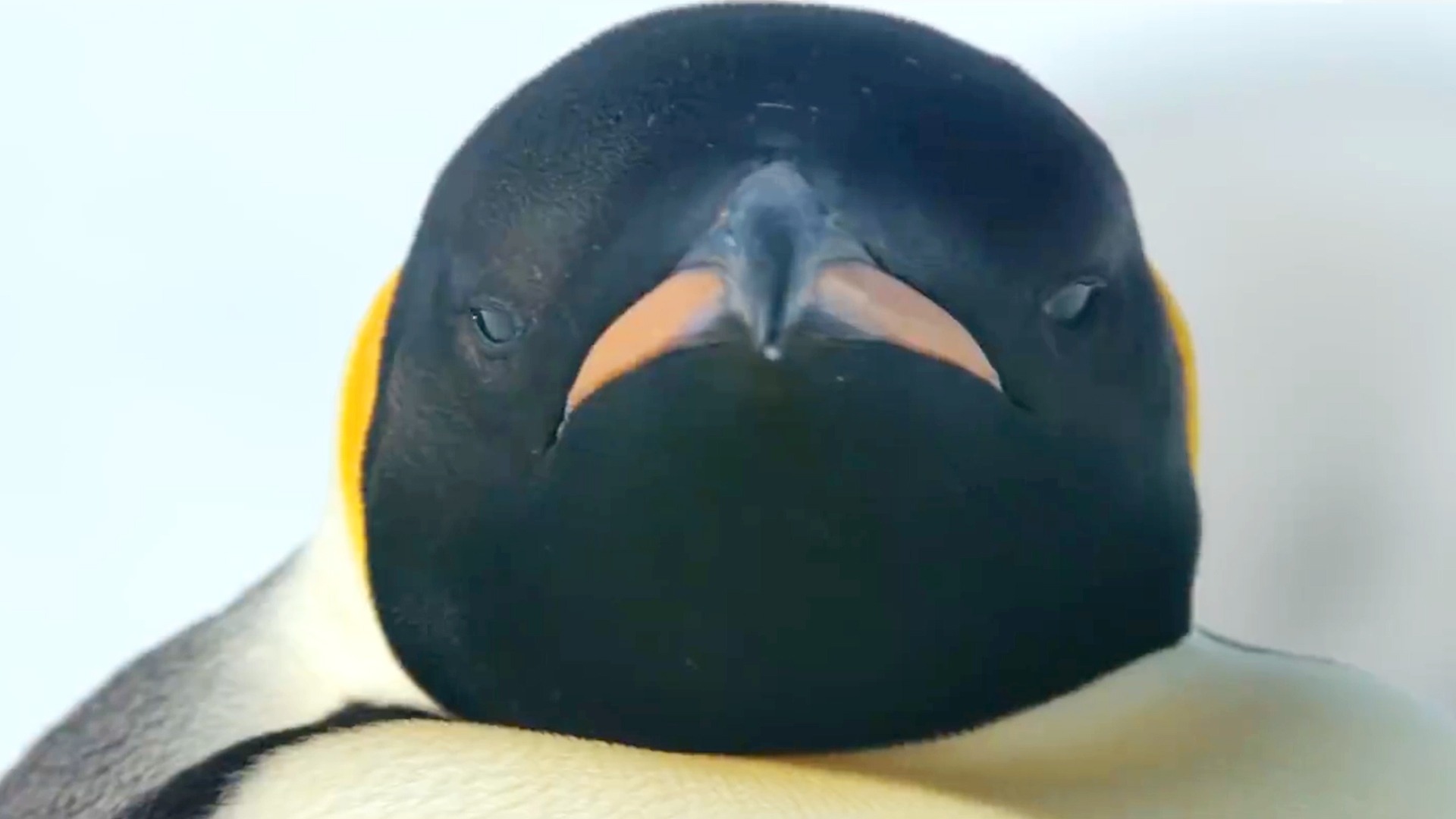 March of the Penguins 2: The Next Step: Trailer 1 - Trailers & Videos - March Of The Penguins 2 The Next Step